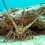 Spiny Lobster x 180