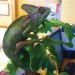 among the exotic pets that Aloha cares for is this chameleon. (Photo credit Space Coast Daily & Active Living)