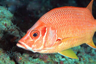 The recreational harvest of red snapper will close Oct. 22 in state waters of the Gulf of Mexico, with the final day of harvest being Oct. 21. (Shutterstock image)