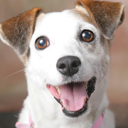 JACK-RUSSELL-180-1