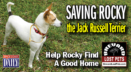 To help Rocky find a good home, please e-mail Lynn at sabbyblue@cfl.rr.com, or log on to BrevardLostPets.com