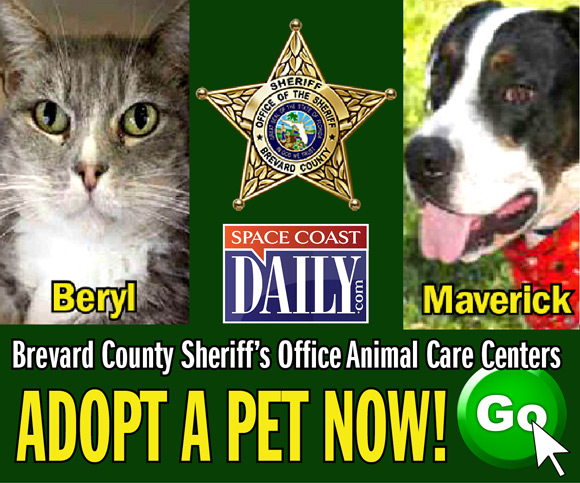 SHERIFF WAYNE IVEY: "As Sheriff of Brevard County, I am extremely excited to partner with Space Coast Daily to highlight and profile the many amazing animals that are temporarily staying at our Brevard County Sheriff's Office Animal Care Centers." CLICK HERE TO SEE VIDEO AND STORY