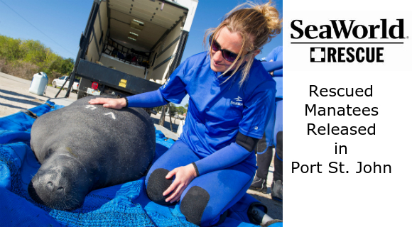 manatee-port-st-john-580-320