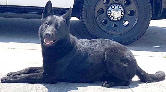 Congratulations to K-9 Kai and his handler, K9 Officer Patrick Kenny. (West Melbourne police image)