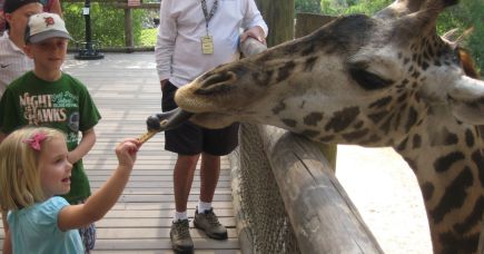 Brevard Zoo: Please Do Feed The Animals - Space Coast Daily