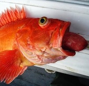 WATCH: Importance of Venting Deep Water Fish Like Grouper, Snapper