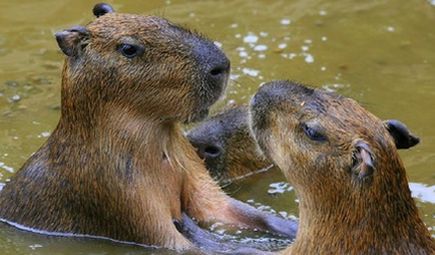 Brevard Zoo Bidding Farewell To Three Capybaras - Space Coast Daily