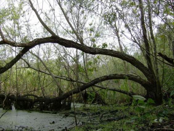 he site of the globally significant Windover Pond burials made up to 8,000 years ago has been allowed to revert to nature as just another marshy spot nestled in an upscale development near Titusville. (SpaceCoastDaily.com image)