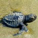 WATCH: Sea Turtle Preservation Society Takes Ailing Green Sea Turtle to Brevard Zoo