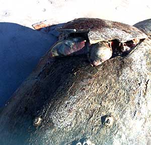 TURTLE-350-1