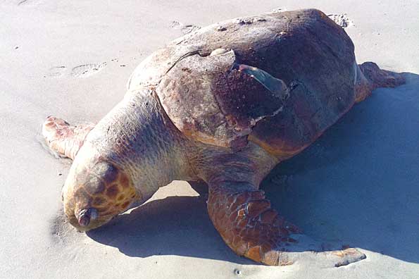 Dead Sea Turtle Found At Second Street South - Space Coast Daily