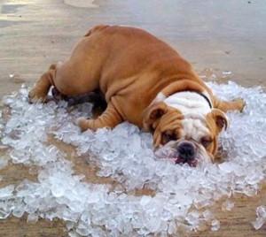 bulldog-on-ice