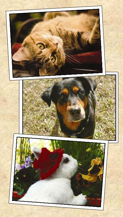 The Central Brevard Humane Society is proudly sponsoring their 22nd Annual “Best Pets of Brevard” photo contest for their 2014 calendar. 