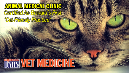 Animal Medical Clinic, a Melbourne-based veterinary practice founded in 1964, earned the certification as the first “cat-friendly practice” in Brevard County from the American Association of Feline Practitioners.