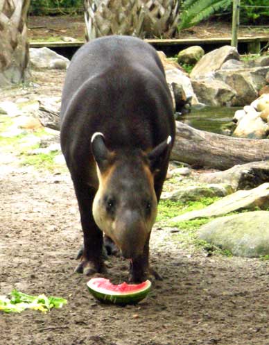 Pee Wee lived at Brevard Zoo since it opened in 1994 and was popular with Zoo guests. Weighing in at 550 pounds, he was housed with Josephine and sired six offspring during his time at the Zoo including Tootsie, the baby girl Baird’s tapir, born April 6 at the Zoo. (Brevard Zoo image)