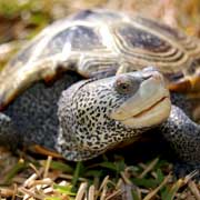 Female terrapins are known to nest in lagoon front homeowners backyards, and both adults and hatchlings sometimes end up in backyard pools. 