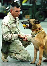 A Belgian Malinois working with Naval Security. (wikipedia.org image)