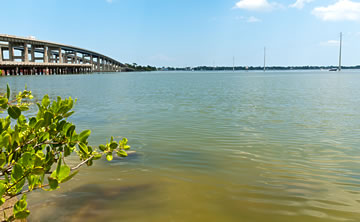 Shrimp spawn in the ocean and their offspring migrate through inlets into the Indian River Lagoon where they grow in the shelter of the sea grass beds.  When they reach maturity, they go back out the inlets and into the ocean to spawn.  That is when the big shrimp boats can catch them. (image for SpaceCoastDaily.com)