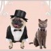 Humane Society Annual Tuxes, Tails Gala Set For Aug. 23