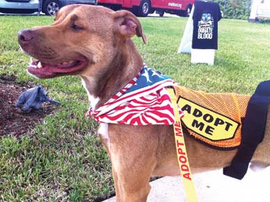 For shelter volunteers like Becht, their task is always a monumental challenge. Adoption events may help unite one or two animals with new homes, while hundreds wait. (Image for SpaceCoastDaily.com)