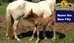 Forever Florida's Santa Cruz Filly has been named Honey by an adoring public. (SpaceCoastDaily.com image)