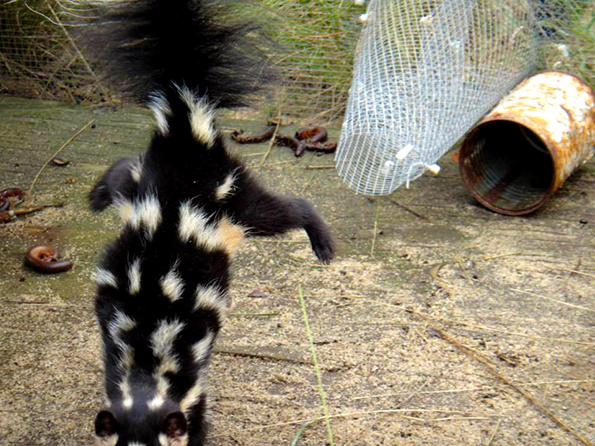 skunk spraying handstand