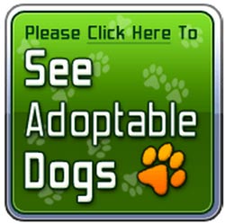 ADOPT=DOG-250-1