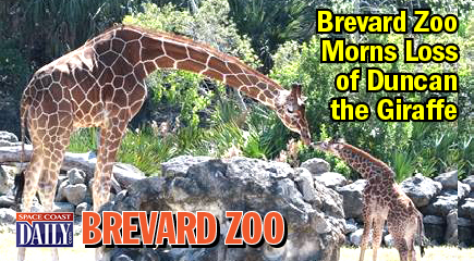 Duncan, an 11-year old Reticulated Giraffe, was euthanized late Wednesday afternoon after Brevard Zoo veterinary professionals determined that there was virtually no chance he would recover from the onset of capture myopathy. (Brevard Zoo image)