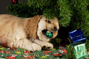 Bad_Christmas_Puppy