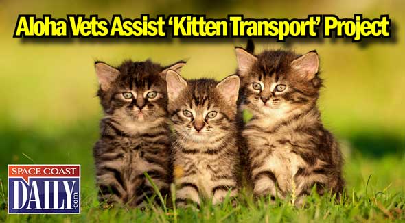 The kitten transport, leaving Saturday afternoon for Last Chance Animal Rescue in Waldorf, Maryland, is the culmination of a hectic week for Brevard County Animal Service’s shelter staff and a number of its community partners.