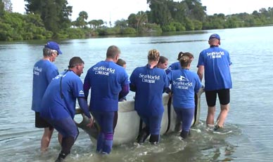 The Animal Rescue Team, working closely with researchers and dolphin experts from Hubbs-SeaWorld Research Institute Florida (HSWRI), was able to successfully reintroduce the dolphin to open waters. (SeaWorld image)