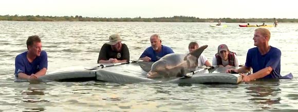 After nearly five months of care at SeaWorld Orlando, an adult male dolphin was returned to waters yesterday near Melbourne Beach, on Florida’s east coast. (SeaWorld image)