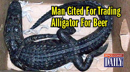 When a convenience store clerk was approached by a customer to buy alcohol, he had no idea what the man would offer to use as payment – a live alligator. (FWC image)