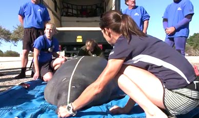 SeaWorld animal experts have helped more than 22,000 animals in need – ill, injured, orphaned and abandoned – for more than four decades. So far this year, SeaWorld Orlando has rescued 17 manatees and returned 10, including today’s return. (SeaWorld image) 