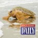 SeaWorld Returns 17 Kemp’s Ridley Sea Turtles