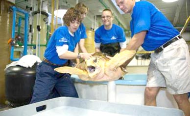 A rescued sub-adult loggerhead sea turtle was returned to Florida waters this morning after rehabilitating at SeaWorld Orlando over the last several months following multiple surgeries to remove two fishing hooks. (SeaWorld image)