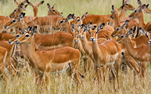 Impalas are mid-sized antelopes that roam the veldts and savannas of Eastern and Southern Africa.