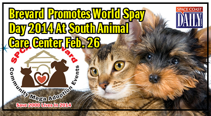 Brevard County Animal Services and Enforcement Department is offering free spay/neuter services for pet cats of income-qualifying residents at its South Animal Care Center on Wednesday, Feb. 26.