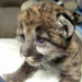 Biologists Rescue Hypothermic Panther Kitten