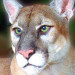 FWC Commissioners Receive Florida Panther Update