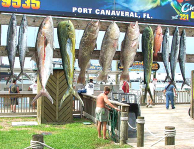 A good day fishing offshore on the Se Wrangler. (SpaceCoastDaily.com image)