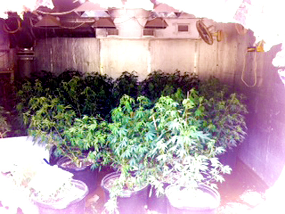 Brevard County Fire Rescue firefighters discovered a large indoor marijuana grow operation this morning as they responded to a residential fire at 4085 Toby Avenue in Grant/Valkaria. (BCSO image)