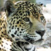 SPACE COAST DAILY TV: Watch Jaguar Training Sessions, Meet the Keepers At Brevard Zoo