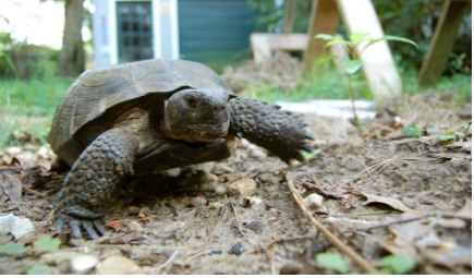 FWC Tips For Moving and Reporting Gopher Tortoises - Space Coast Daily