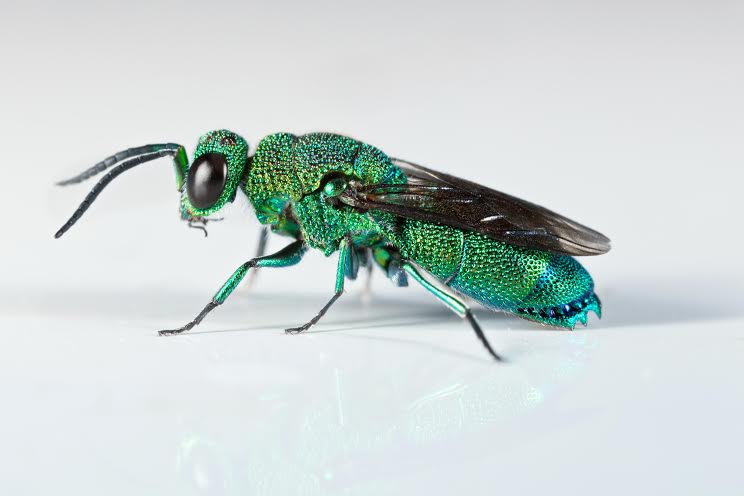 A macro image of Chrysis inaequidens, a stingless Cuckoo Wasp taken by Efram Goldburg, a former student of Florida Tech.