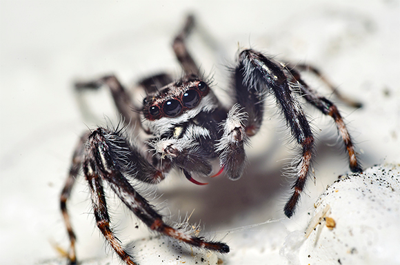 JUMPING-SPIDER-580