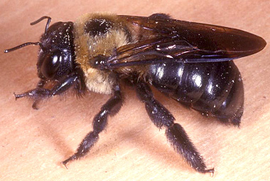 Xylocopa micans is one of the two carpenter bees native to Florida. This species is black. Photo by Lyle Buss, University of Florida Insect Identification Lab