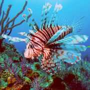 lionfish-180