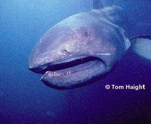 Shark Month Profile: The Megamouth Shark - Space Coast Daily