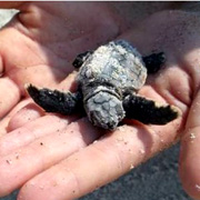 Titusville Sea Turtle Festival Set This Weekend - Space Coast Daily